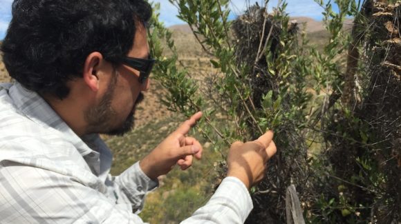 A través de proyecto FIC:  Informan valor nutricional de vegetación nativa forrajera para caprinos