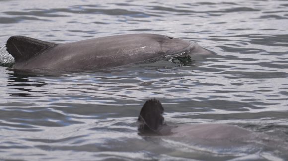 Publicación Scientific Report: Análisis genético revela origen y colonización de delfines chilenos en canales y fiordos patagónicos hace 11 mil años