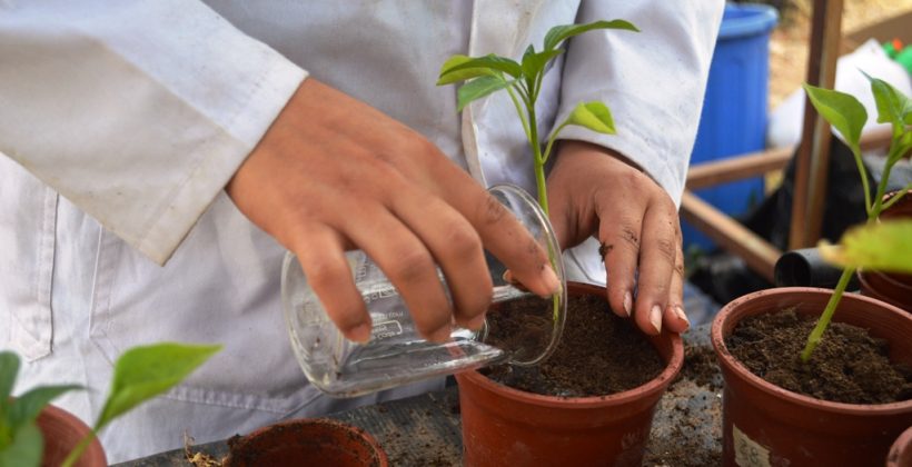 En CEAZA: Estudiantes de liceo agrícola del Valle de Elqui mejoran conocimientos en cultivo de quínoa y procedimientos de laboratorio