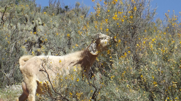 Estudio FIC-CEAZA: Un máximo de 300 mil cabezas de ganado caprino podría alimentar el forraje natural de la Región de Coquimbo