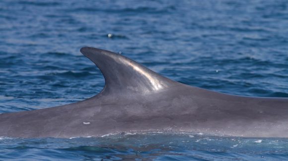 ¿Qué aprendimos de la ballena varada en Tongoy?