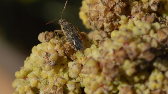 Centro Científico CEAZA identifica plagas de la quínoa en cultivo experimental