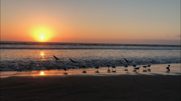 Eclipse generaría efectos sobre aves y otros organismos