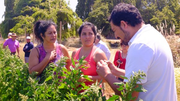 Cultivo de quínoa de comunidad agrícola presenta positivos avances