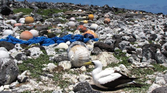 Protección de la biodiversidad en Áreas Marinas Protegidas: Proponen marcar utensilios de pesca de alta mar para rastrear su origen como basura