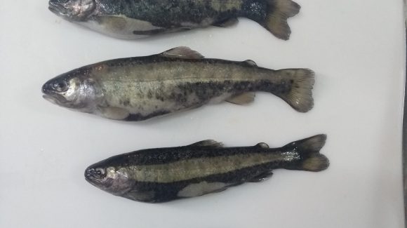 Red de investigadores chileno-peruana  Desarrollarán antibiótico natural para enfermedades de peces en Perú y Chile