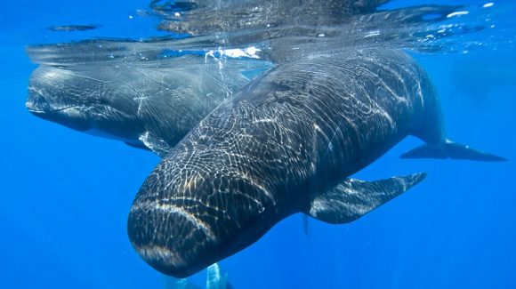 Estudio genético confirma la fuerte cohesión de comunidades de delfines calderón