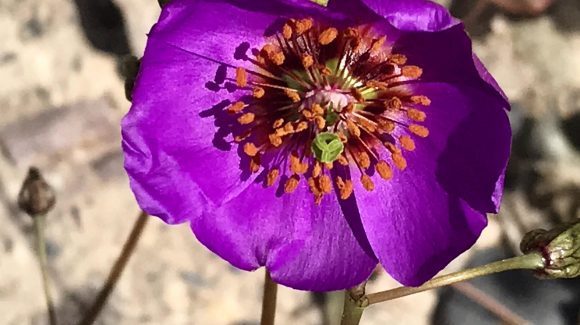 Estudio en pata de guanaco: Microorganismos mejorarían supervivencia de plantas en el desierto