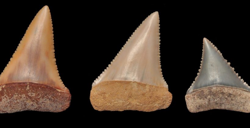 En Coquimbo: Descubren fósiles de criadero natural de tiburón blanco más antiguos del mundo