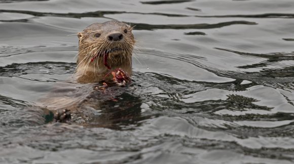 En el Día del Medio Ambiente: Invitan a conocer a 3 mamíferos marinos endémicos de Chile