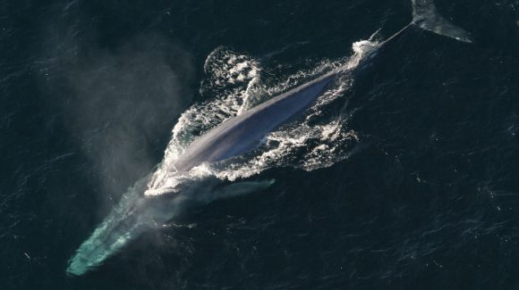 Científicos detectan disminución en tono del canto de ballena azul del Pacífico Sur