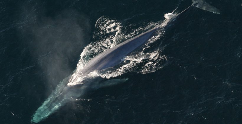 Científicos detectan disminución en tono del canto de ballena azul del Pacífico Sur