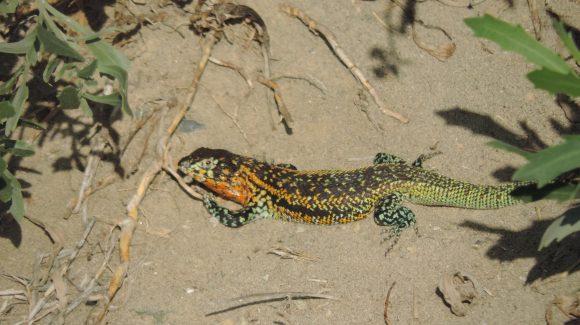 Lagarto que habita playa Changa de Coquimbo sobrevive a pesar de la alta urbanización