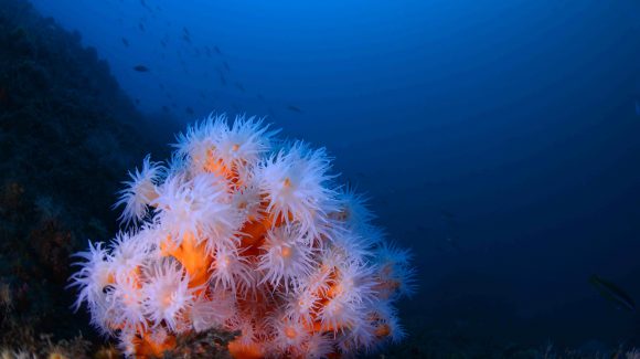 Construyen árbol genético de corales más completo hasta la actualidad