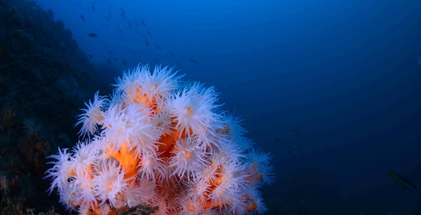 Construyen árbol genético de corales más completo hasta la actualidad