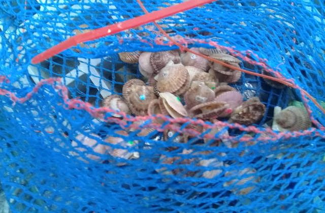 Surgencia en Tongoy: Procesos oceanográficos aportan alimento y arriesgan la supervivencia del ostión