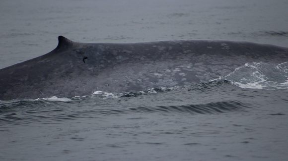 Confirman presencia de ballenas en Archipiélago Juan Fernández durante el invierno austral