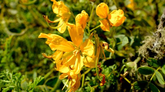 Científicos trabajan en la identificación de plantas “atrapanieblas”