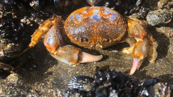 Con consecuencias en otros invertebrados marinos de la costa chilena: La acidificación y calentamiento del océano afectarían hábitos alimenticios del cangrejo de los mantos de choritos