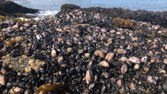 Investigación aborda efectos de estresores ambientales en especie marina