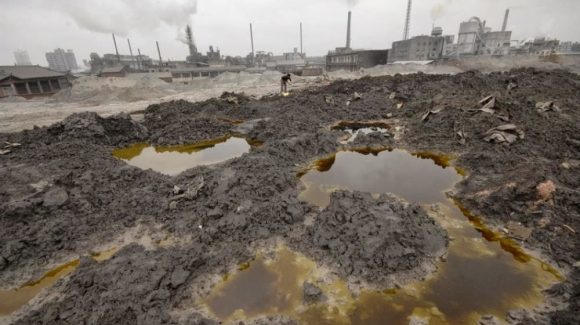 A través de plantas leguminosas: Bacterias del suelo reducirían riesgo de contaminación por metales pesados