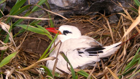 Estudio demuestra que pequeño islote de Rapa Nui es un importante refugio de aves marinas nativas