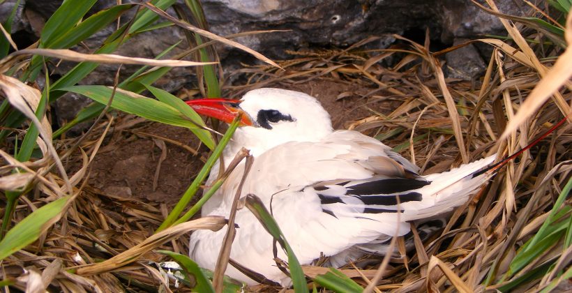 Estudio demuestra que pequeño islote de Rapa Nui es un importante refugio de aves marinas nativas