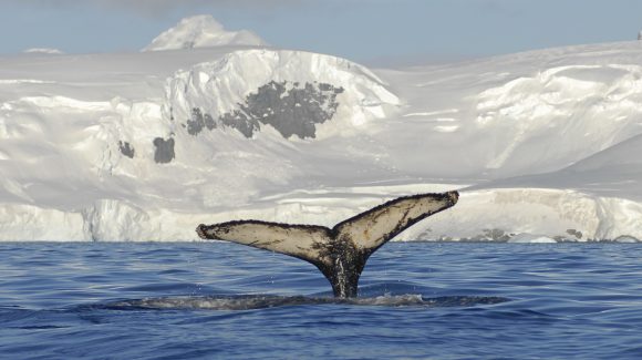 Análisis genético permite conocer más acerca de la migración de la ballena jorobada
