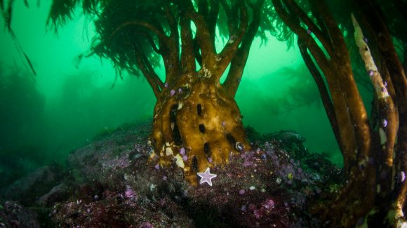 Investigación recomienda restringir la extracción del “huiro palo” en el contexto del cambio climático