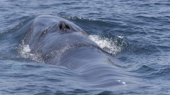 Una sola subespecie: Nuevo hallazgo sobre ballenas del hemisferio sur permitirá apoyar su conservación