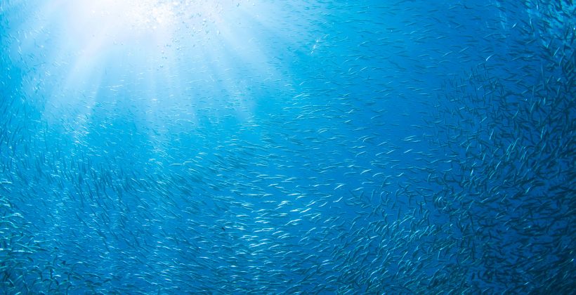 ¿Cómo afecta el cambio climático a los peces?