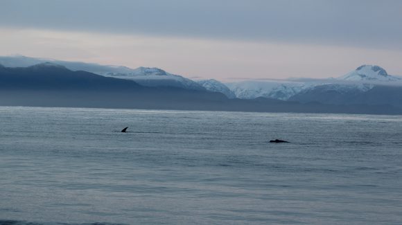 Encuentran refugio de crianza  de ballena franca austral en la Patagonia chilena