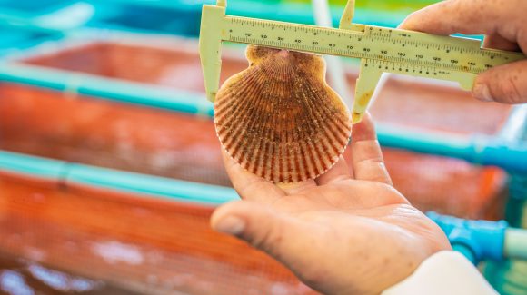 Crecimiento excesivo de picorocos afecta industria del ostión de Tongoy