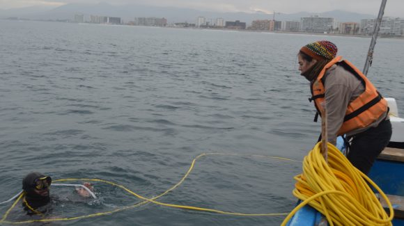 Centro Científico CEAZA y buzos mariscadores monitorean en conjunto las condiciones de la bahía de Coquimbo
