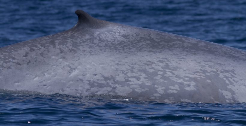 Investigación detectó la presencia de la ballena azul chilena frente a islas de Georgia del Sur