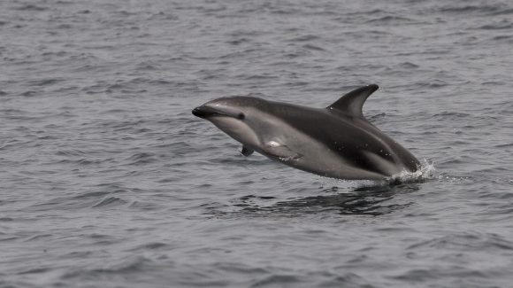 Investigación plantea la posibilidad de encuentro de cetáceos con barcos en ecosistema de la corriente de Humboldt