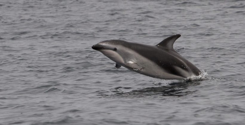 Investigación plantea la posibilidad de encuentro de cetáceos con barcos en ecosistema de la corriente de Humboldt