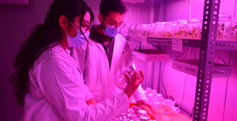Nuevo estudio de CEAZA entrega bases científicas para incorporar microorganismos benéficos y biocontrolar enfermedades en plantas