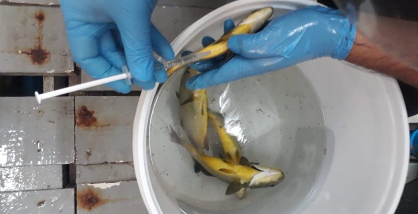 Mediante soluciones basadas en la biología y la química se busca contribuir al cultivo de peces en Chile