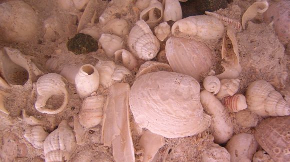 Registro fósil marino podría guiar manejo pesquero y restauración ecológica de locos, lapas y almejas