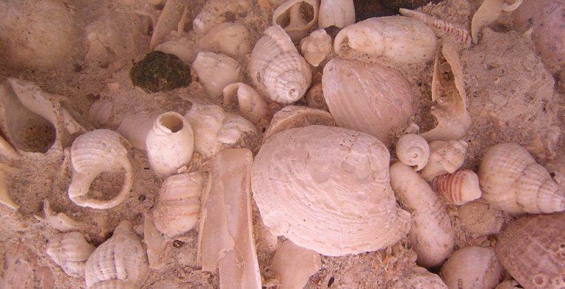 Registro fósil marino podría guiar manejo pesquero y restauración ecológica de locos, lapas y almejas