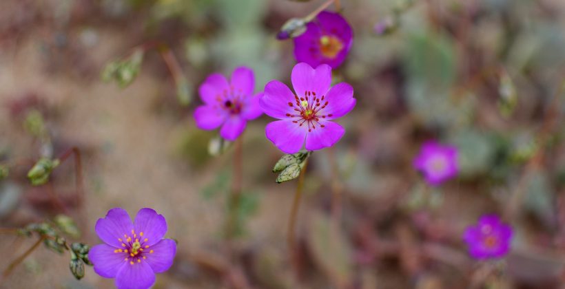 Científicos estudian microorganismos del Desierto Florido  que cumplirían importante rol en el ciclo de vida de las plantas