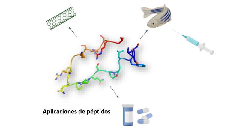 Mediante péptidos: apuntan a mejorar el aspecto y sabor de pescados como la corvina y la cojinoba del norte