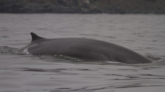 Investigación científica sobre ballenas será clave para la conservación del Archipiélago de Humboldt