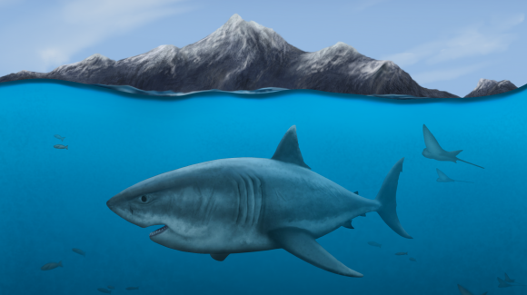 Investigación analizó los efectos de cambios climáticos del pasado en tiburones, rayas y otras especies de Europa