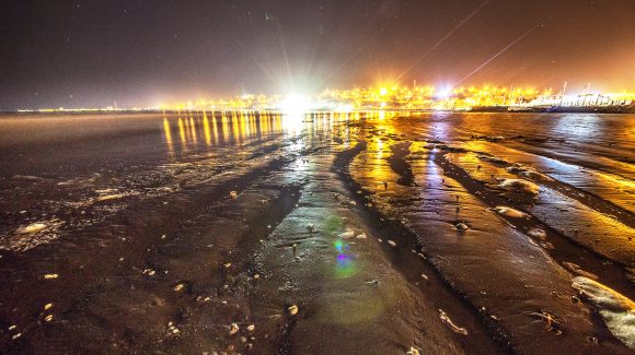 Investigación determinó cómo afecta la luz artificial nocturna a una comunidad de especies de playa arenosa en El Apolillado