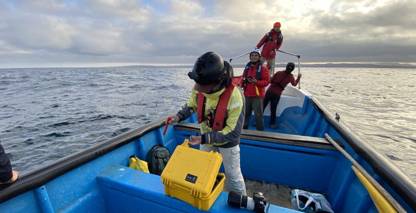 Monitorean el viaje de ballena frente a las costas de Caldera, La Serena, Coquimbo, Valparaíso y Concepción