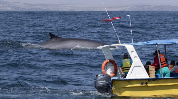 Científicos analizan las llamadas de ballenas fin por primera vez en Sudamérica