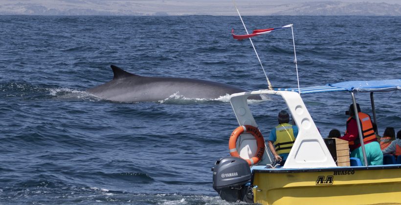Científicos analizan las llamadas de ballenas fin por primera vez en Sudamérica