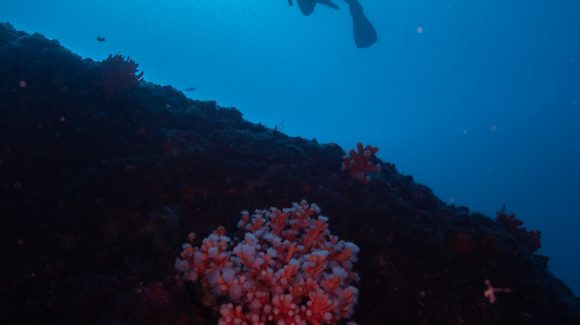 Por primera vez estudian la forma en que los corales han colonizado el océano a diferentes profundidades a través del tiempo